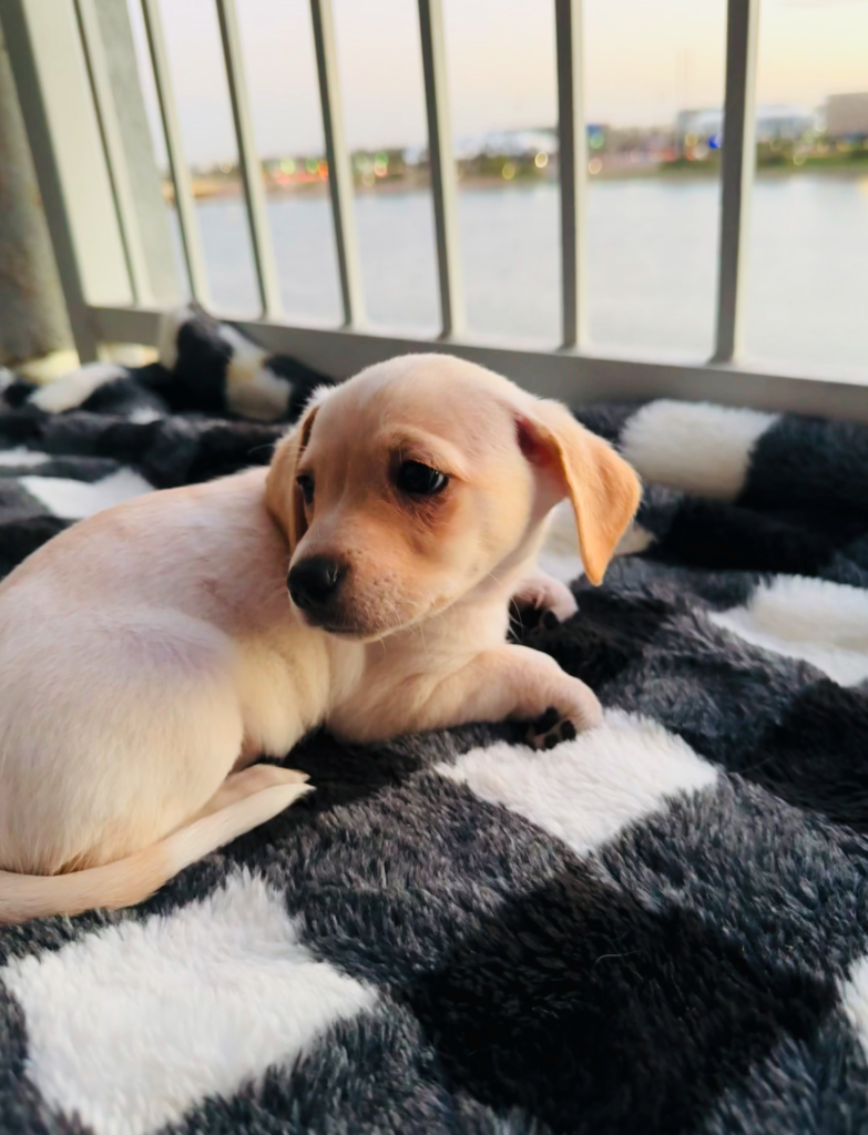 Priscilla, a cream-colored Husky Chihuahua mix puppy, lounging on a black-and-white blanket with a scenic balcony view.